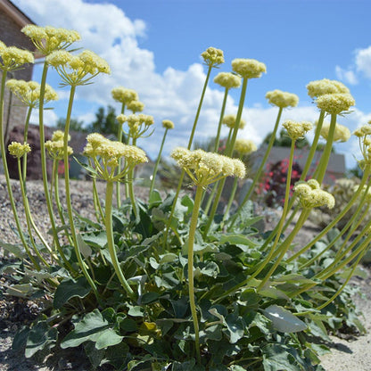  Arrowleaf Buckwheat