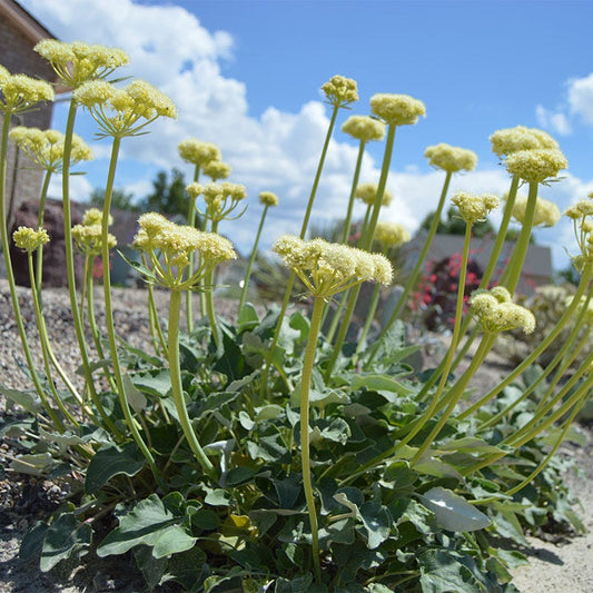  Arrowleaf Buckwheat