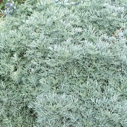  Powis Castle Artemisia