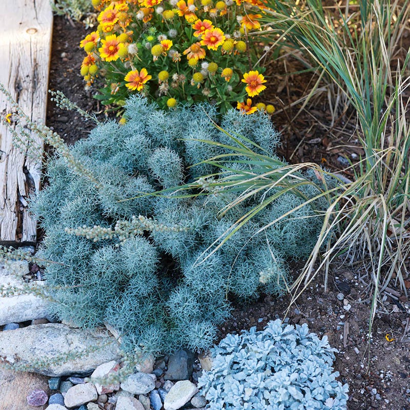  Seafoam Artemisia
