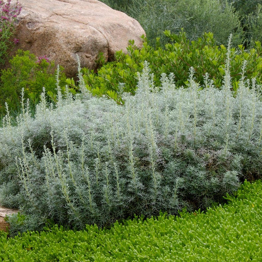  Seafoam Artemisia