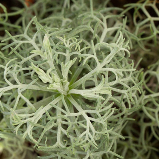  Seafoam Artemisia