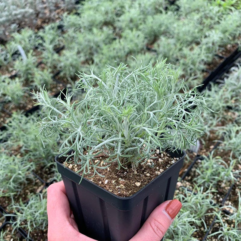  Seafoam Artemisia