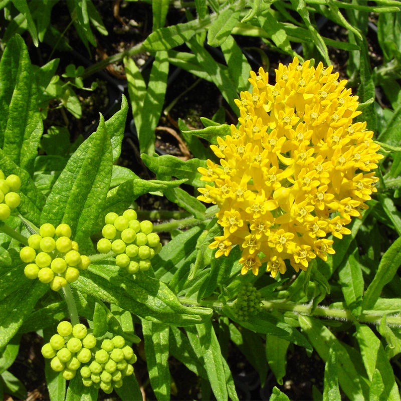  Hello Yellow Butterfly Weed