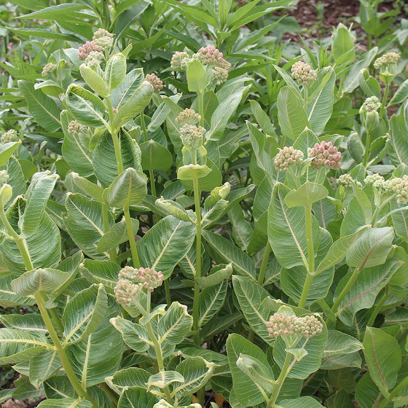  Showy Pink Milkweed