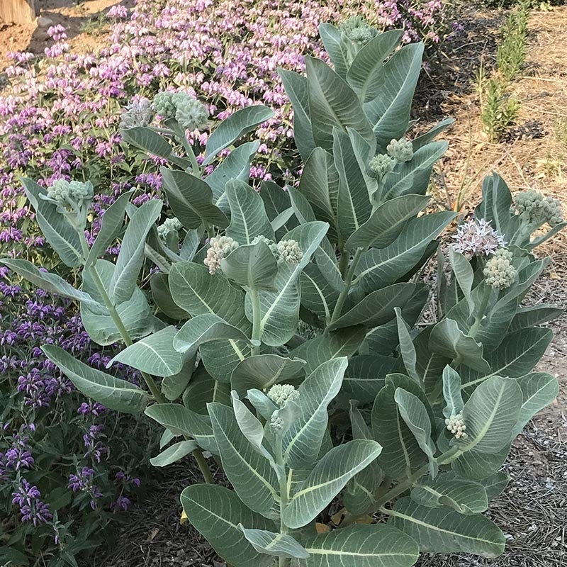  Davis Showy Milkweed