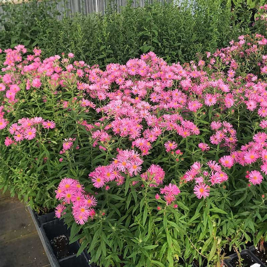  Honeysong Pink New England Aster