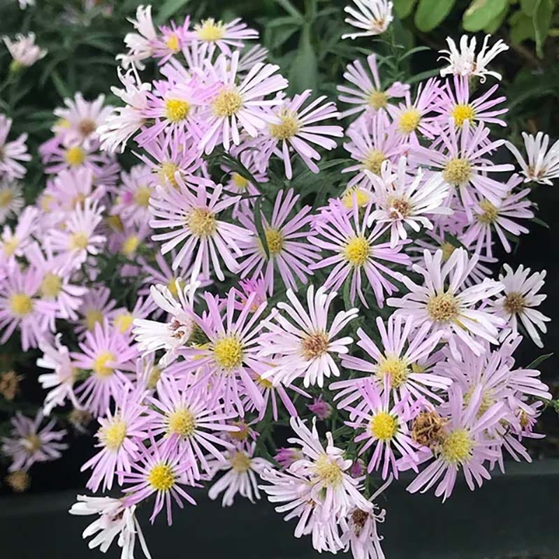  Superstar Aster Collection
