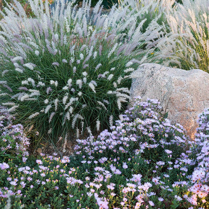  Dream Of Beauty Aromatic Aster