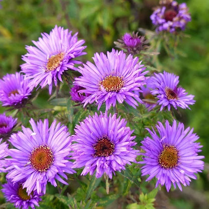  Autumn Magic Pollinator Collection