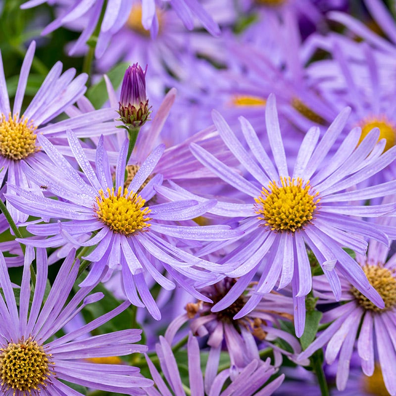  Monch Frikart's Aster