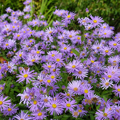  Monch Frikart's Aster