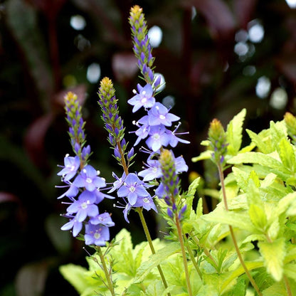  Aztec Gold Veronica
