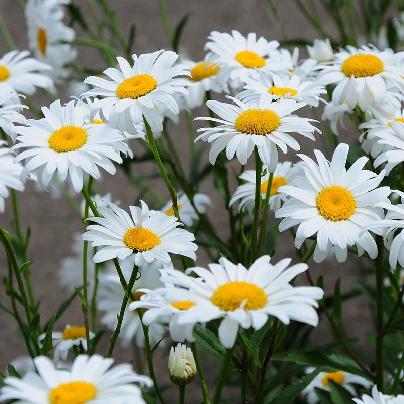  Becky Shasta Daisy