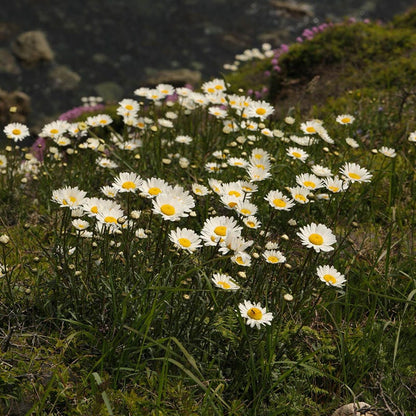  Becky Shasta Daisy