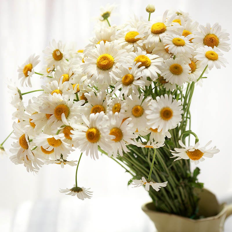  Becky Shasta Daisy