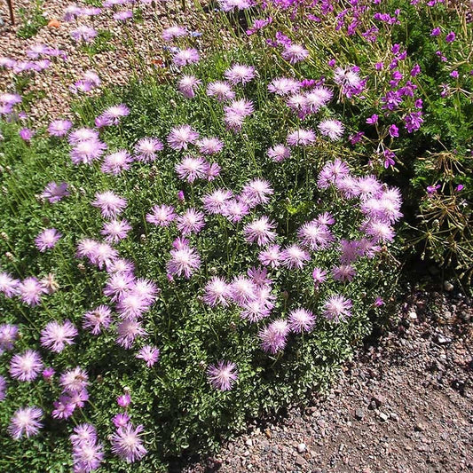  Bellina Pink Cornflower