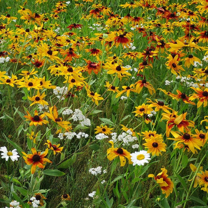  Dry Area Wildflower Seed Mix