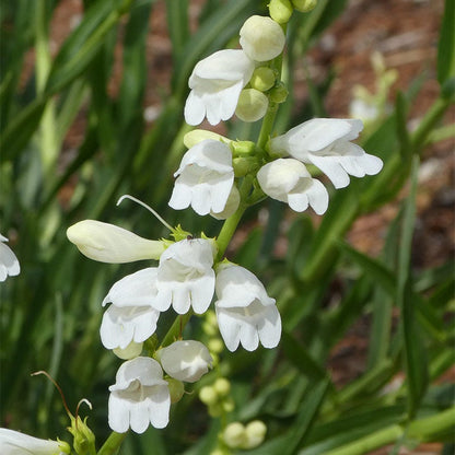  Blanca Peak™ Rocky Mountain Penstemon