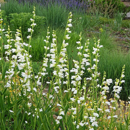  Blanca Peak™ Rocky Mountain Penstemon