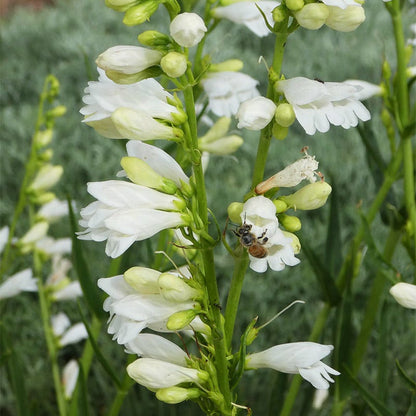 Blanca Peak™ Rocky Mountain Penstemon