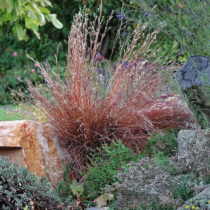  Colorado Perennial Collection