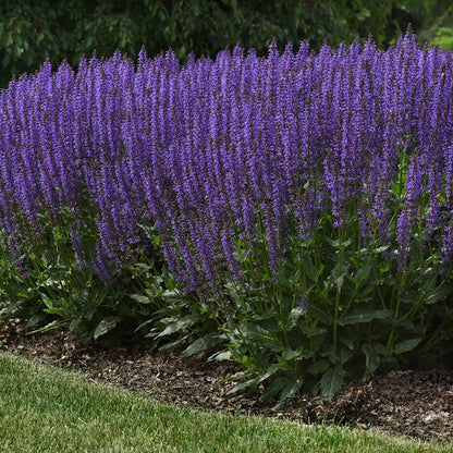  Blue By You Salvia
