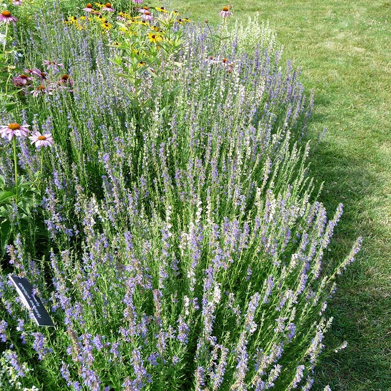  Blue Hyssop (Hyssopus)