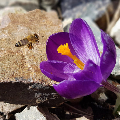  Blue Moon Dutch Crocus Mix