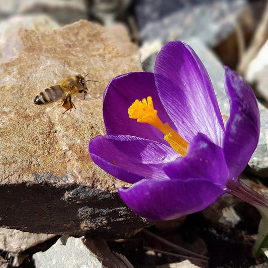  Blue Moon Dutch Crocus Mix