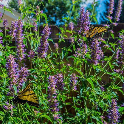  Blue Boa Agastache