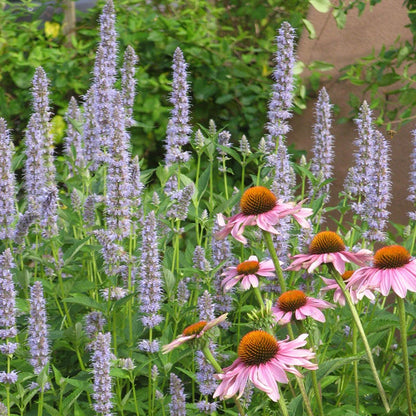  Blue Fortune Agastache