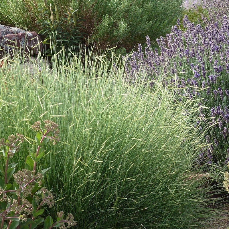  Colorado Perennial Collection
