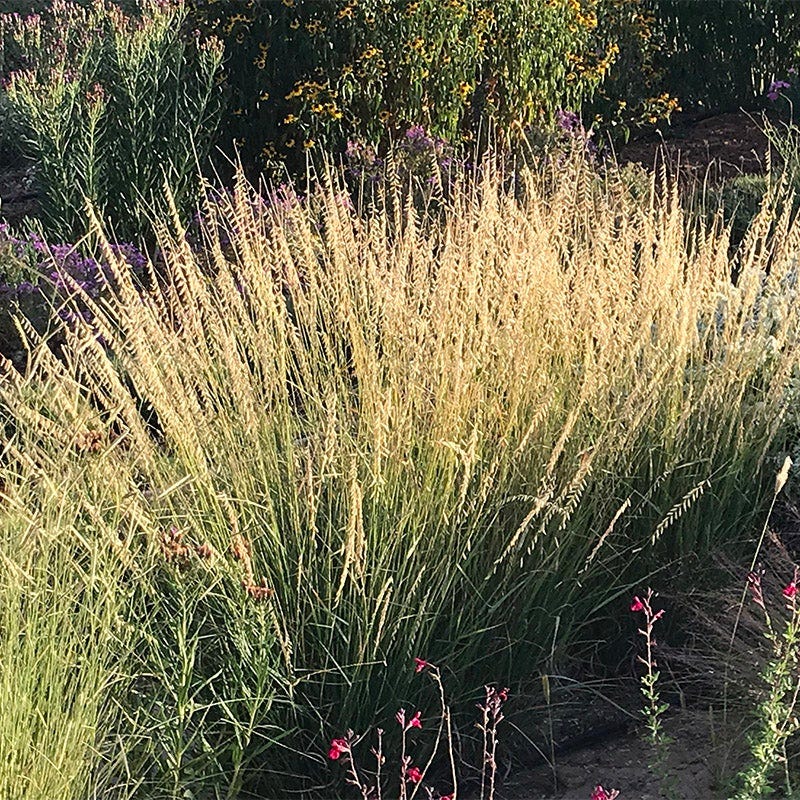  Fall Finale Pollinator Pre-Planned Garden
