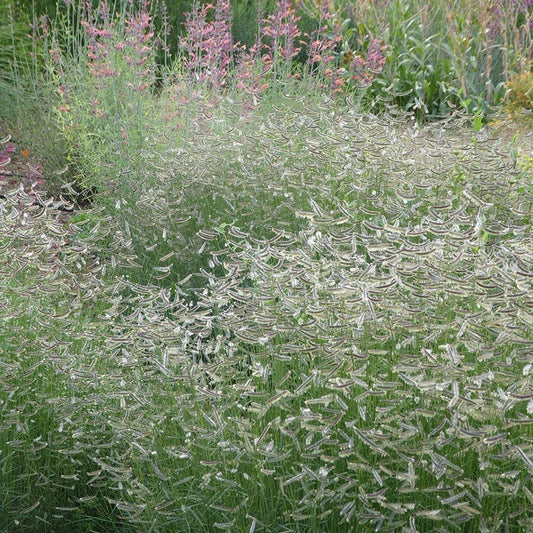  Zig Zag Blue Grama Grass