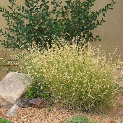  Habitat Hero Birdwatcher Pre-Planned Garden