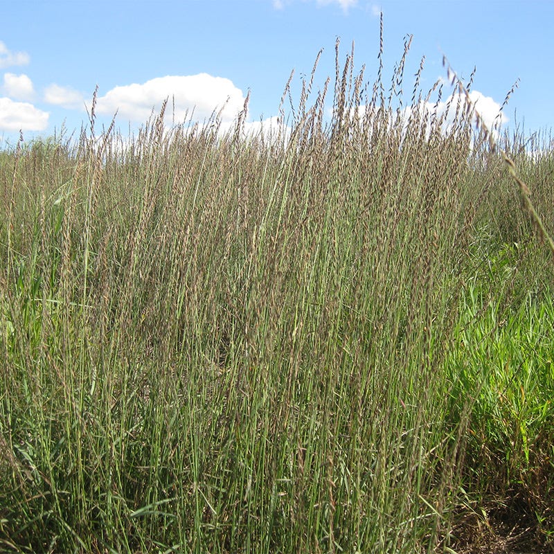  Sideoats Grama Grass