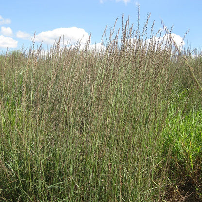  Sideoats Grama Grass