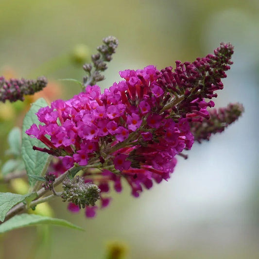  Buzz® Hot Raspberry Butterfly Bush (Buddleia)