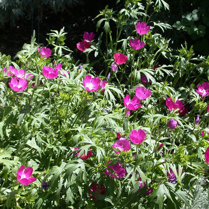  Purple Poppy Mallow (Callirhoe)