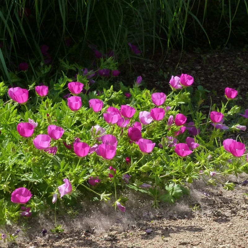  Purple Poppy Mallow (Callirhoe)