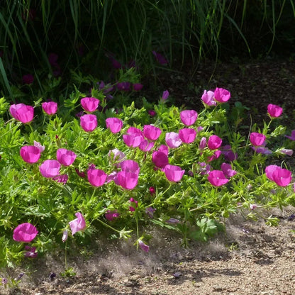  Purple Poppy Mallow (Callirhoe)