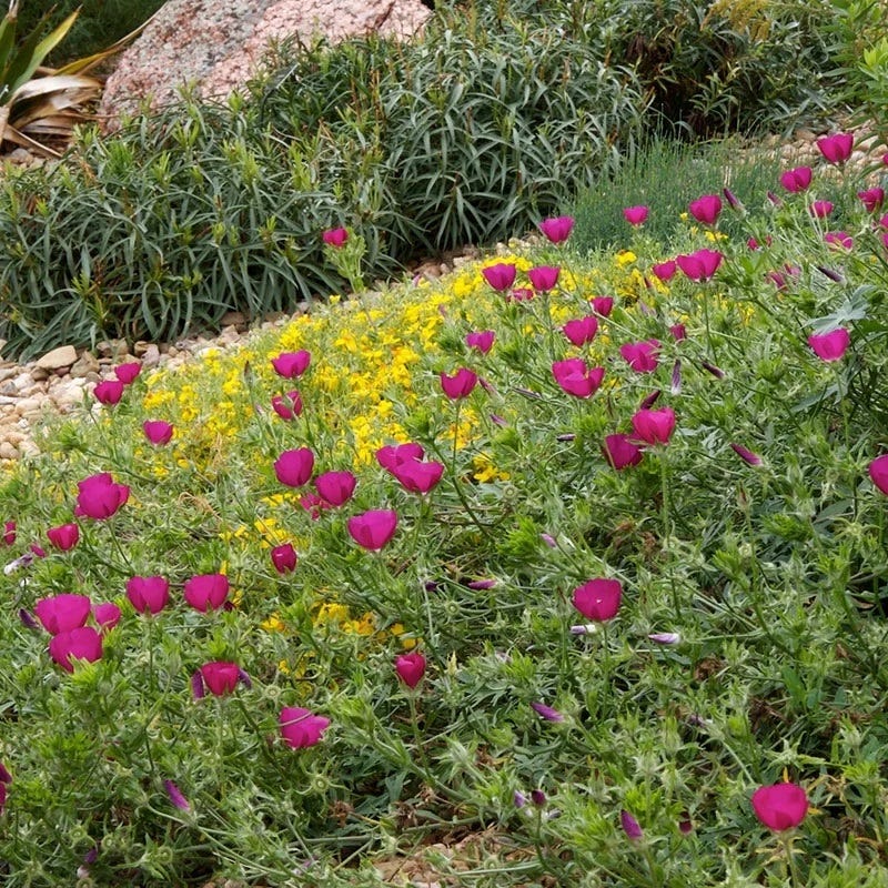  Purple Poppy Mallow (Callirhoe)
