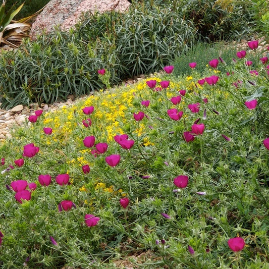  Purple Poppy Mallow (Callirhoe)