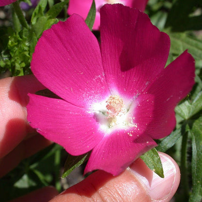  Purple Poppy Mallow (Callirhoe)