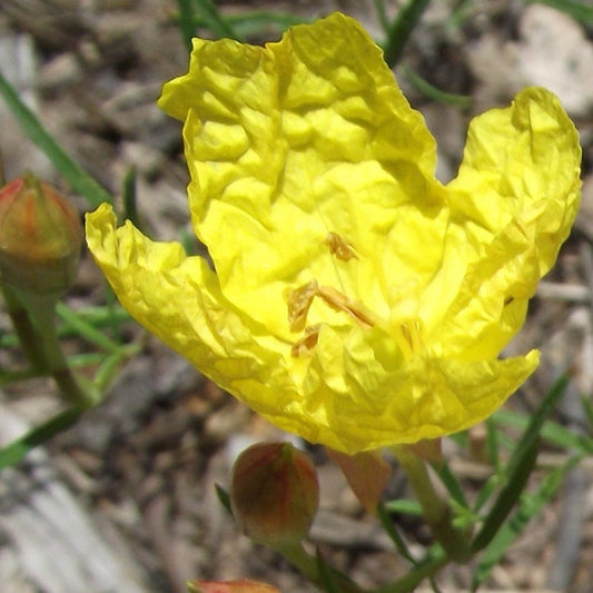  Sundrops (Calylophus)