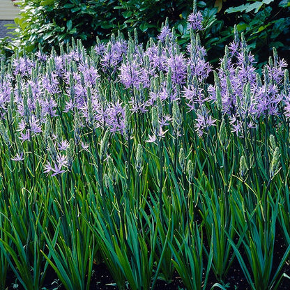  Camas Lily