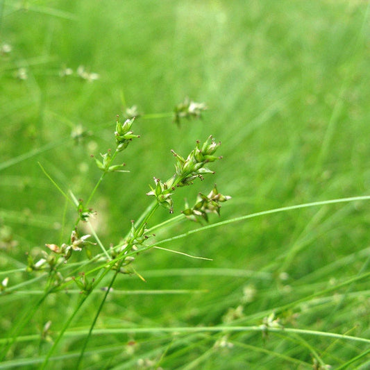  Appalachian Sedge