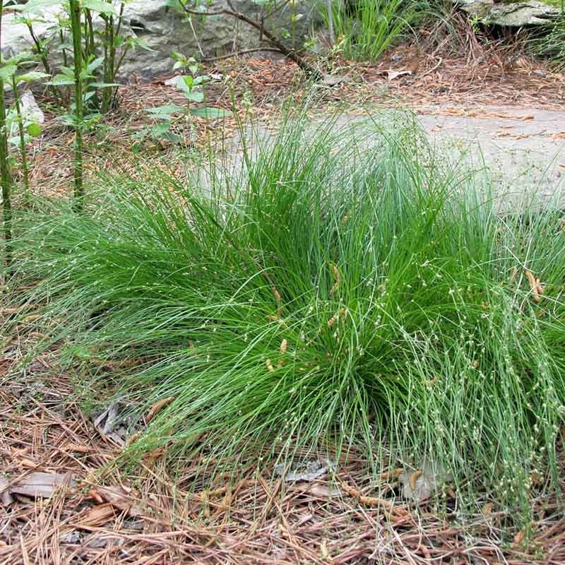  Fabulous Flowers & Foliage Shade Pre-Planned Garden