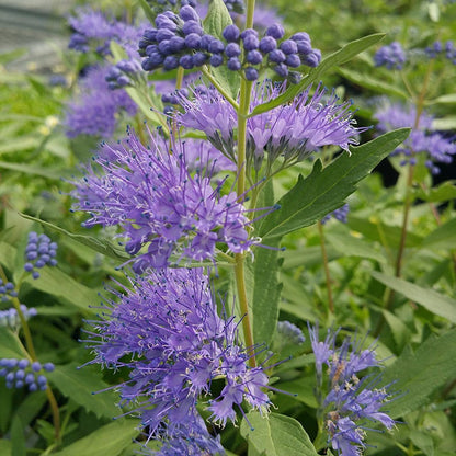  Dark Knight Caryopteris